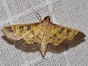 Darker Diacme Moth - Hodges#5143 - photo 3