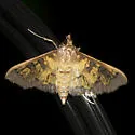 Darker Diacme Moth - Hodges#5143 - photo 4
