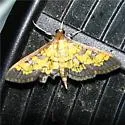 Darker Diacme Moth - Hodges#5143 - photo 5