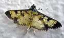 Diacme mopsalis - Hodges#5145 - Diacme mopsalis