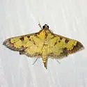 Diacme mopsalis - Hodges#5145 - photo 2