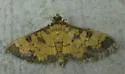 Diacme mopsalis - Hodges#5145 - photo 4