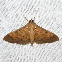 Diacme phyllisalis - Hodges#5144