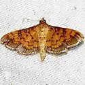 Diacme phyllisalis - Hodges#5144 - photo 2