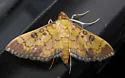 Diacme phyllisalis - Hodges#5144 - photo 4