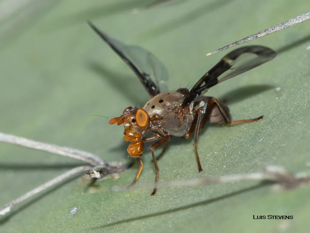 Diacrita costalis - Diacrita costalis