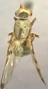 Diacrita plana