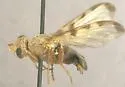 Diacrita plana - photo 2