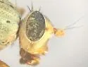 Diacrita plana - photo 4