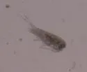 Diacyclops thomasi