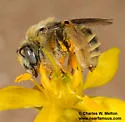 Diadasia australis - photo 2