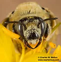 Diadasia australis - photo 3
