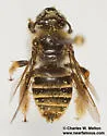 Diadasia australis - photo 4