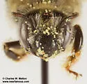 Diadasia australis - photo 5