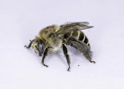 Diadasia bituberculata