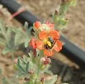 Globe Mallow Bee - photo 3