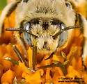 Globe Mallow Bee - photo 4