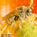 Globe Mallow Bee - photo 5
