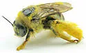 Sunflower Chimney Bee