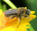 Sunflower Chimney Bee - photo 2