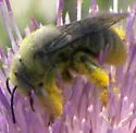 Sunflower Chimney Bee - photo 4