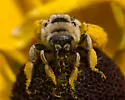 Sunflower Chimney Bee - photo 5