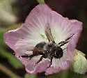 Diadasia nigrifrons