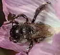 Diadasia nigrifrons - photo 2