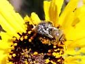 Diadasia nigrifrons - photo 4