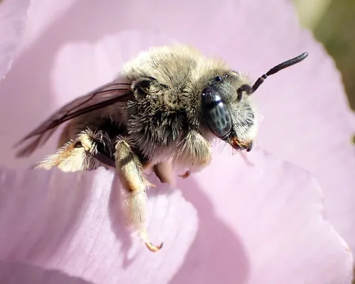 Diadasia ochracea