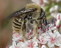Diadasia rinconis - Diadasia rinconis