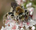 Diadasia rinconis - photo 2