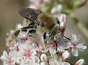 Diadasia rinconis - photo 4