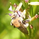 Diadasia rinconis - photo 5