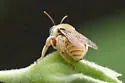 Diadasia tropicalis - photo 2