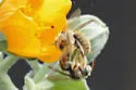 Diadasia tropicalis - photo 3