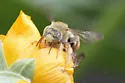 Diadasia tropicalis - photo 4