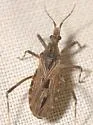 Diaditus tejanus