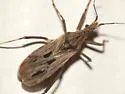 Diaditus tejanus - photo 2