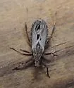 Diaditus tejanus - photo 3