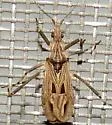 Diaditus tejanus - photo 4