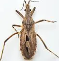 Diaditus tejanus - photo 5