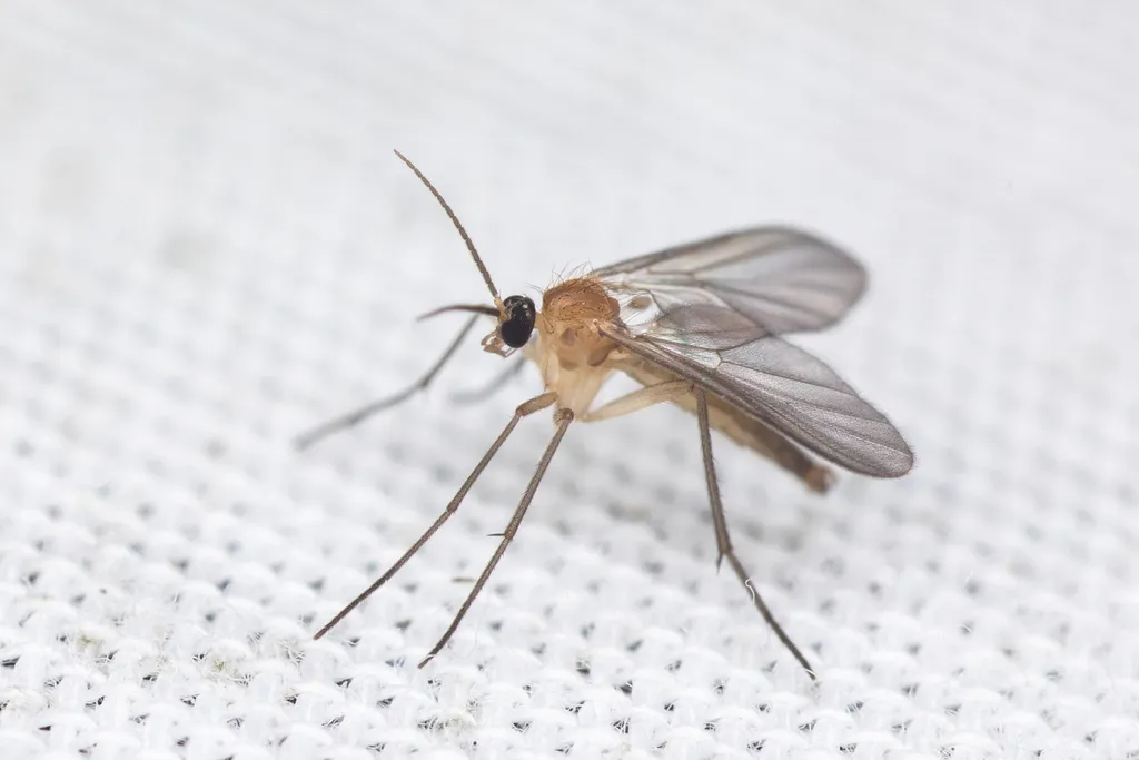 Diadocidia ferruginosa