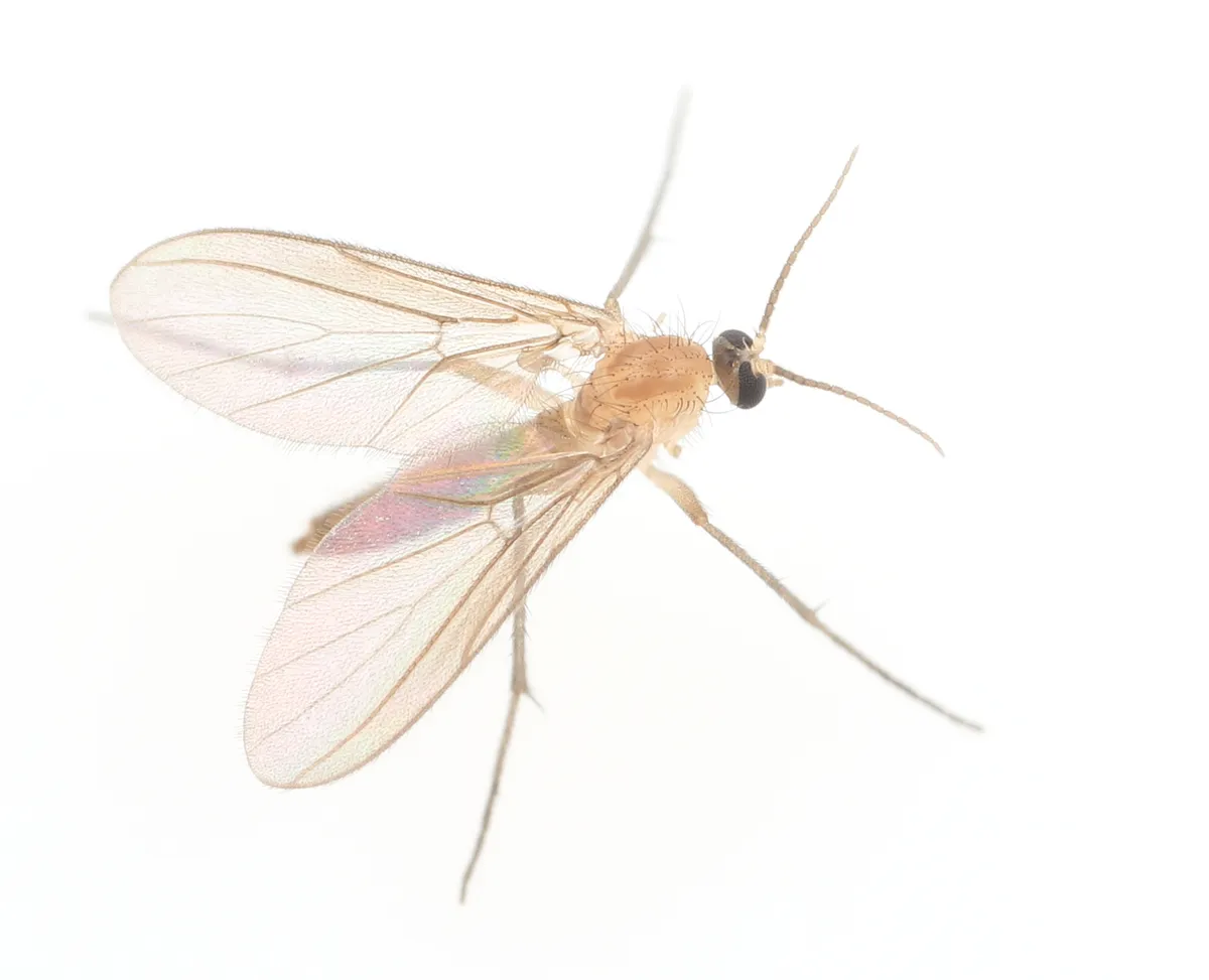 Diadocidiidae - photo 2