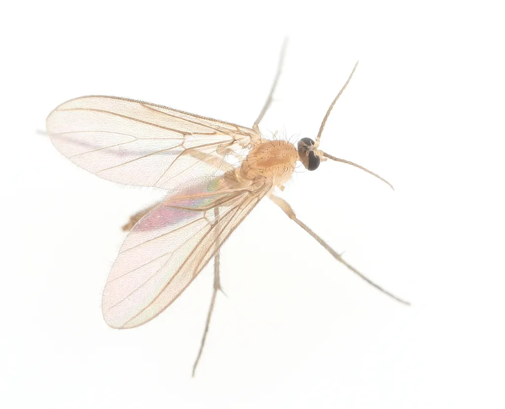 Diadocidiidae - photo 3