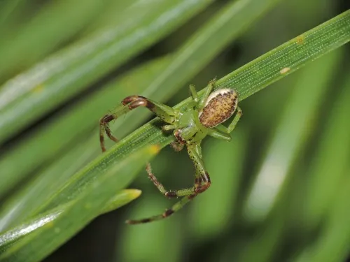 Diaea dorsata