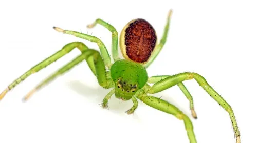 Diaea dorsata - photo 2