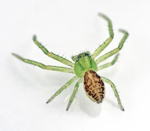 Diaea dorsata - photo 3