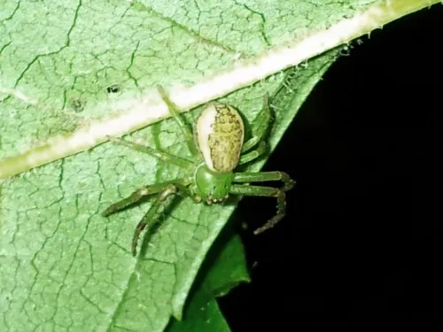Diaea dorsata - photo 4