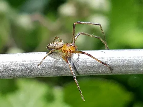 Diaea dorsata - photo 5